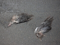 allemagne (germany), berlin, friedrichshain, immauble, ancien berlin est, ailes d'oiseaux morts dans le trottoir,